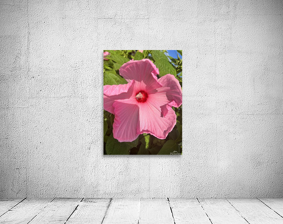 Pretty in pink Wall Preview