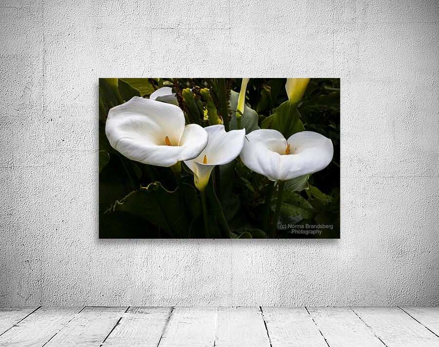 Calla Lily Purity Wall Preview