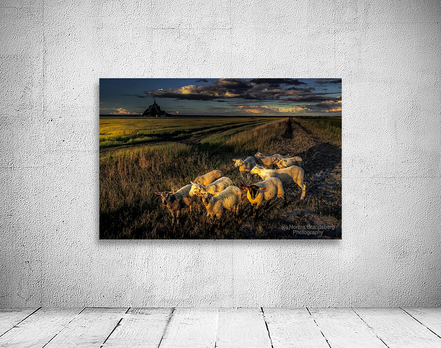 Mont Saint Michel Sheep Wall Preview