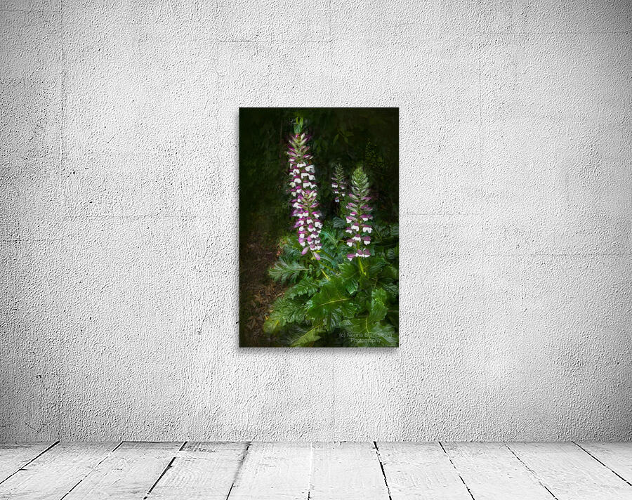 Bear Breeches Acanthus Spinosus Wall Preview