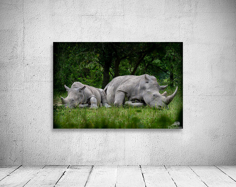 African Siesta Wall Preview