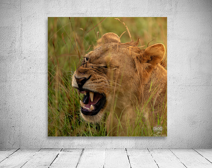 Lion Mode Wall Preview