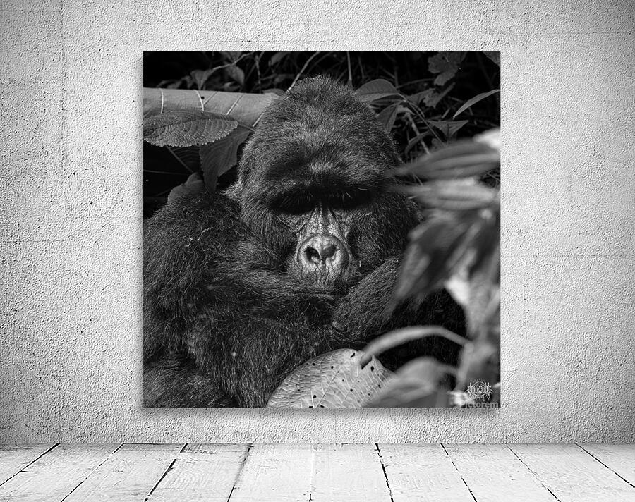 Ragnar of Bwindi Wall Preview