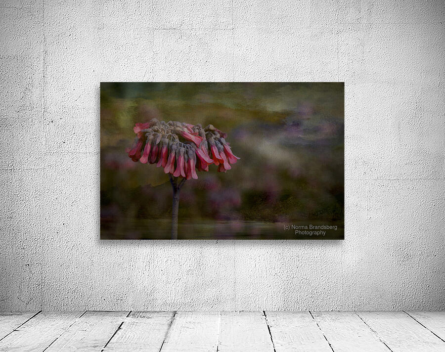 Pink Chandelier Kalanchoe Delagoensis Flower Wall Preview