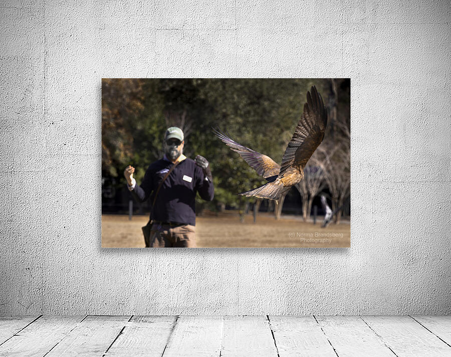 Red Tailed Hawk Falconry Demonstration Wall Preview