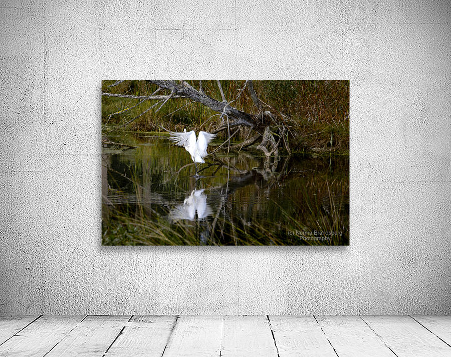 Florida Park White Heron Take Off Wall Preview