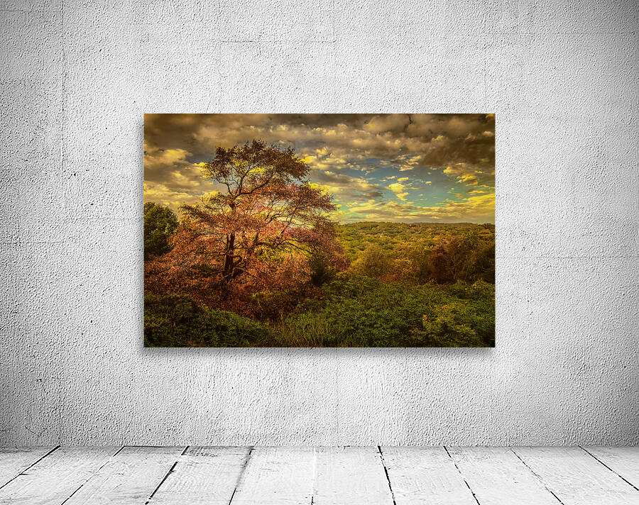 Appalachian Red Tree in Autumn Wall Preview