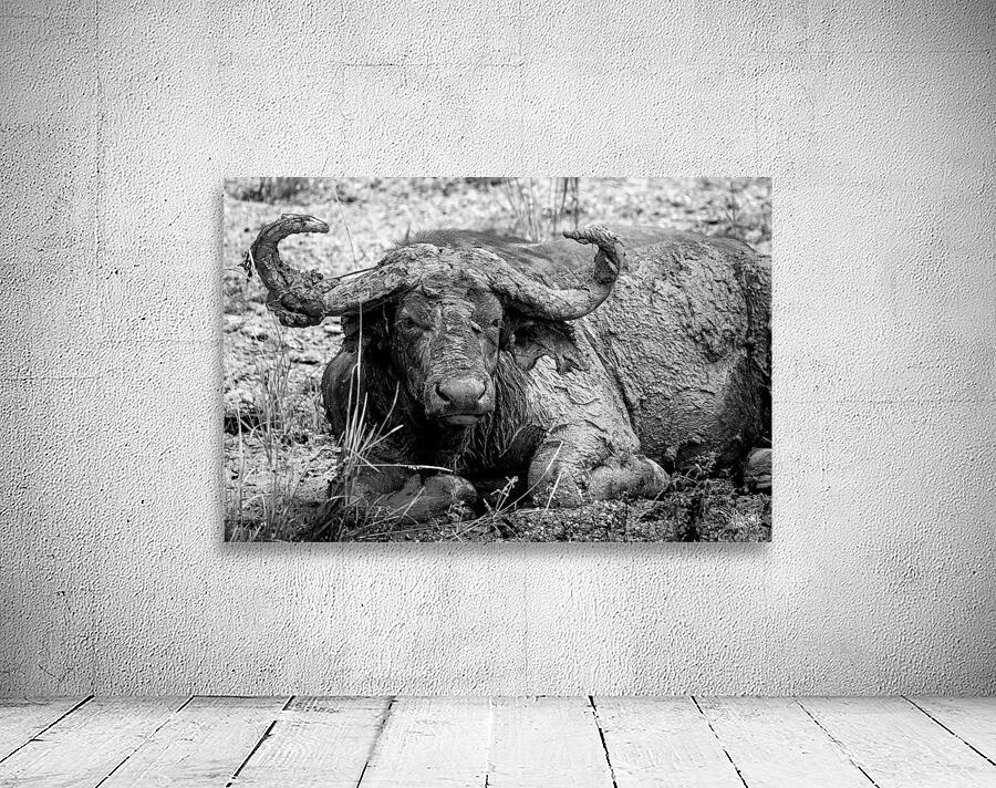 Nothing to See Here Wall Preview