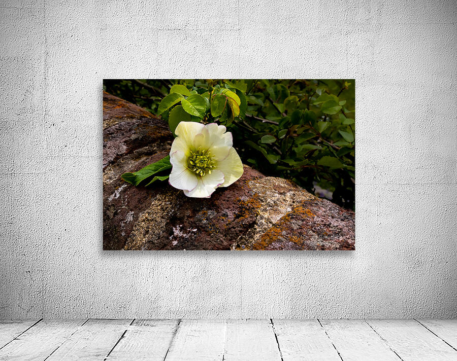 Lynchburg Old City Cemetery Lenten Rose Wall Preview