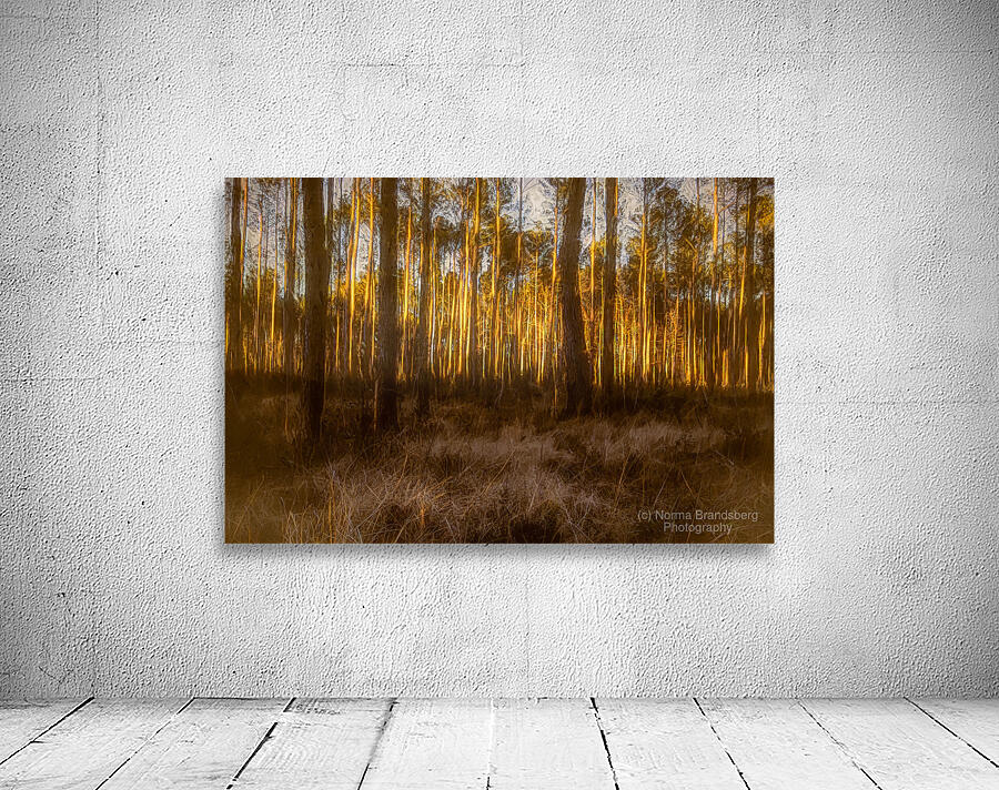 The Forest Glow at Sunset Wall Preview