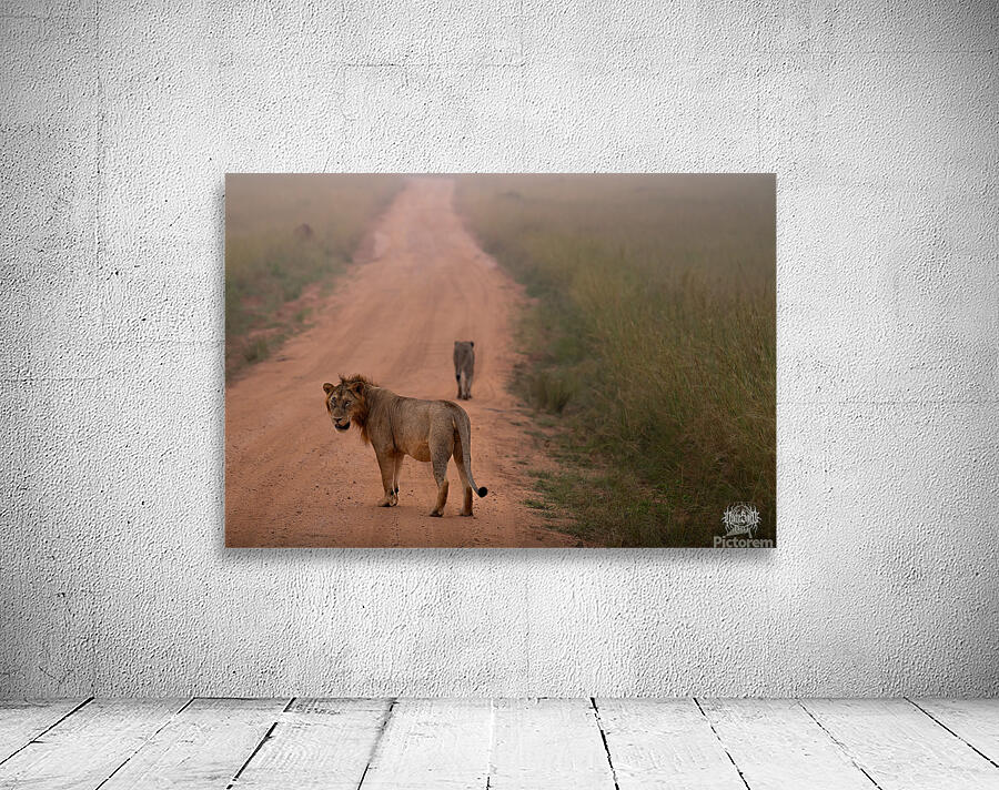 Stray Cat Strut Wall Preview