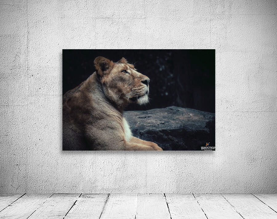Lioness by vanOgtrop Photography