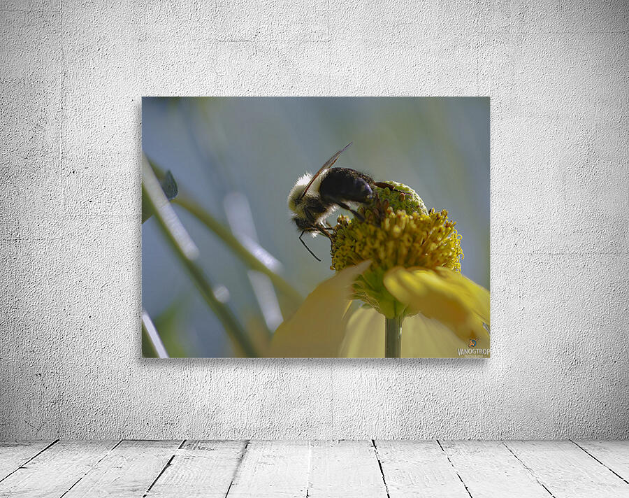 Bee - Yellow Flower by vanOgtrop Photography