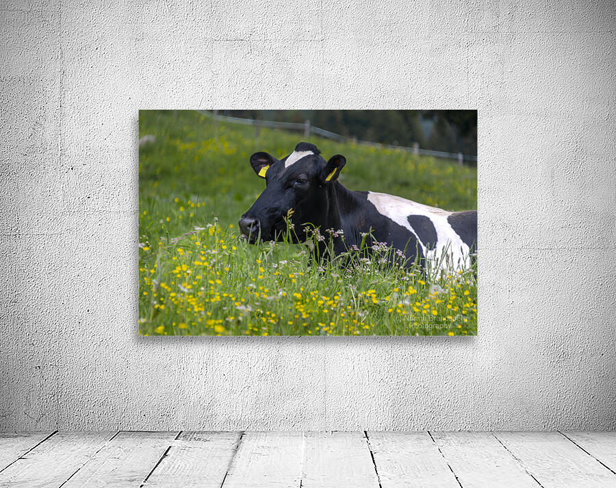 Dolomite Happy Cow Wall Preview