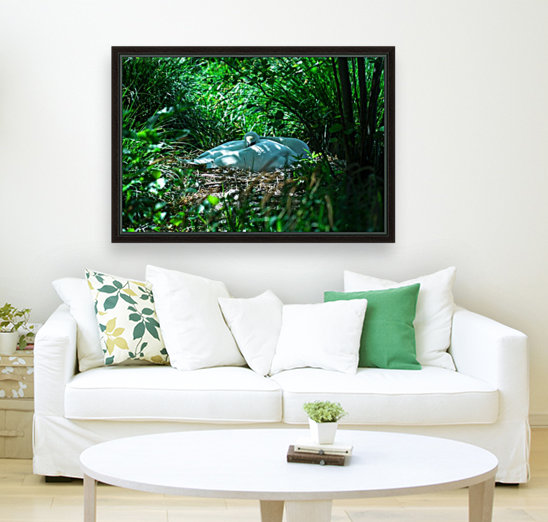 Resting Swan Reproduction