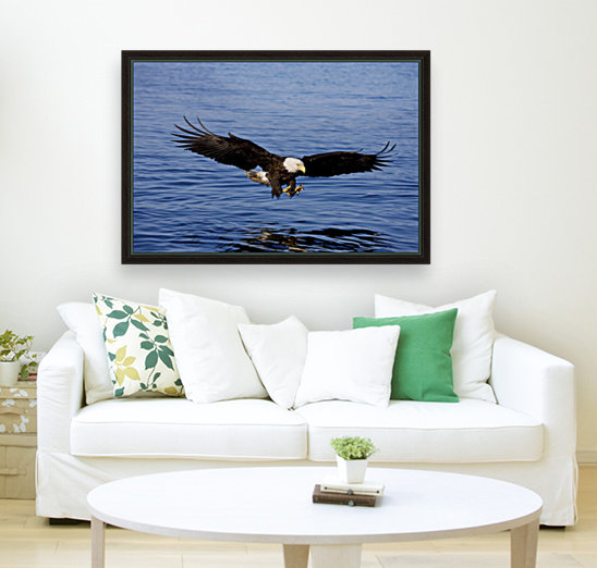 A Bald Eagle Swoops In With Talons Extended Just Before Catching A Fish From The Ocean In Southeast, Alaska. Reproduction