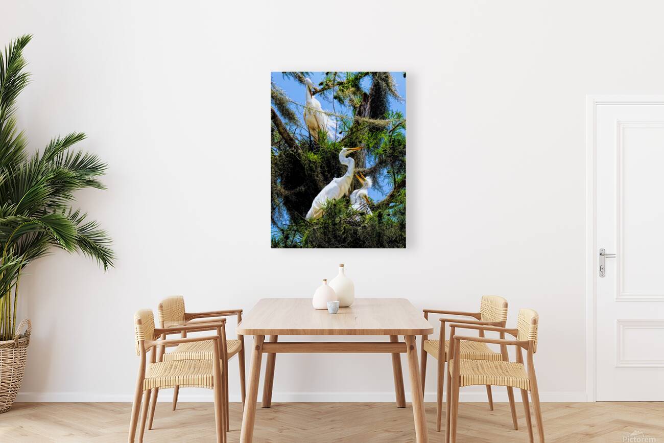 THE EGRET FAMILY Reproduction