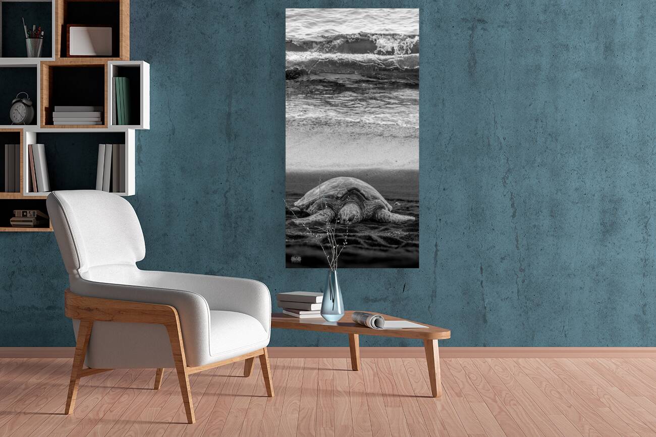 Sleepy Surf Reproduction