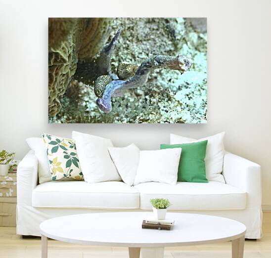 Nudibranch Reproduction