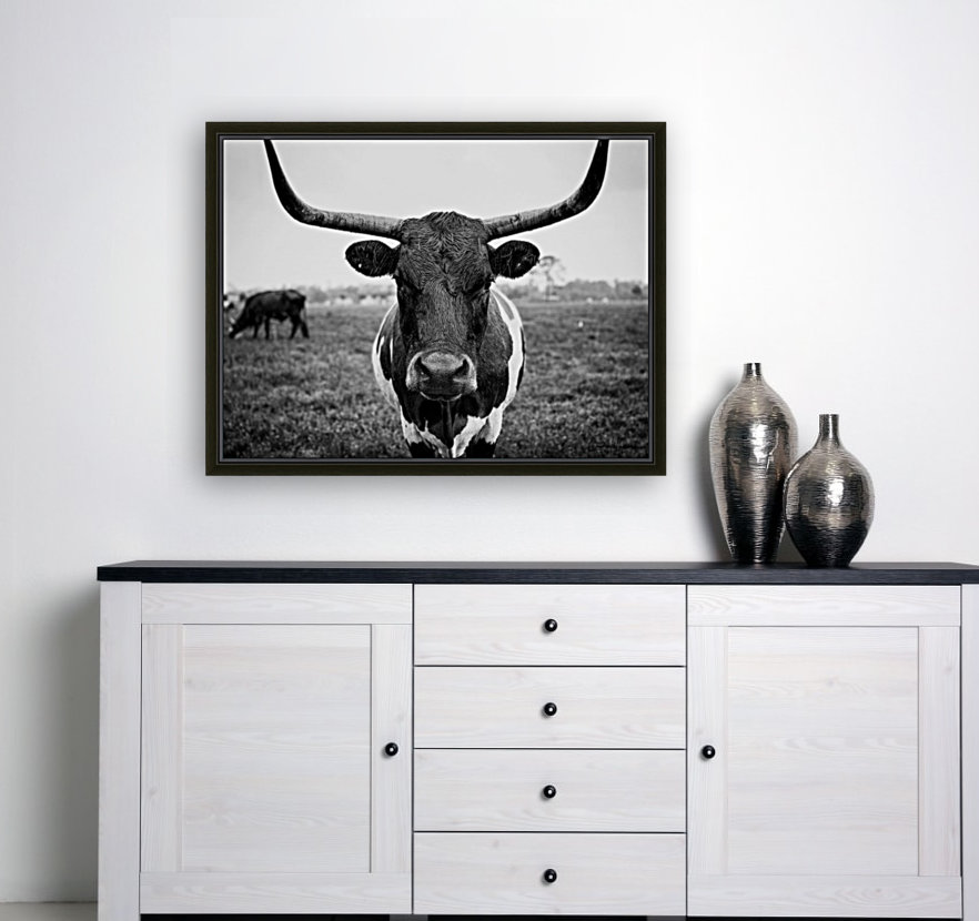 Black And White Bull By The C Media Canvas