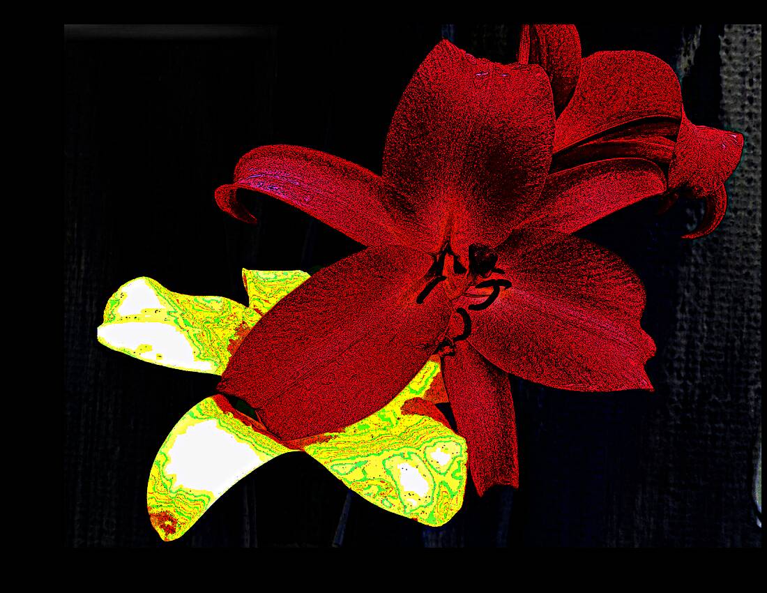 Cool Contemporary Dark Lily Flowers Reproduction