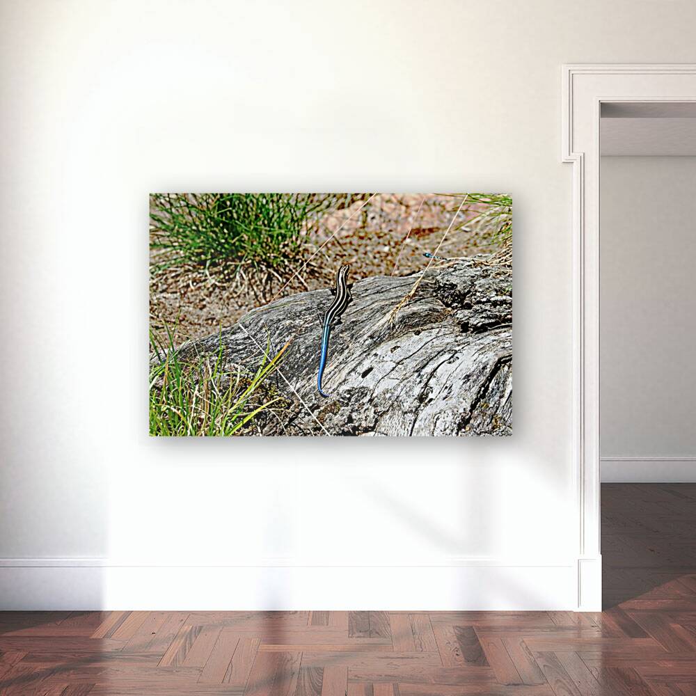 Lizard And Dragonfly Reproduction