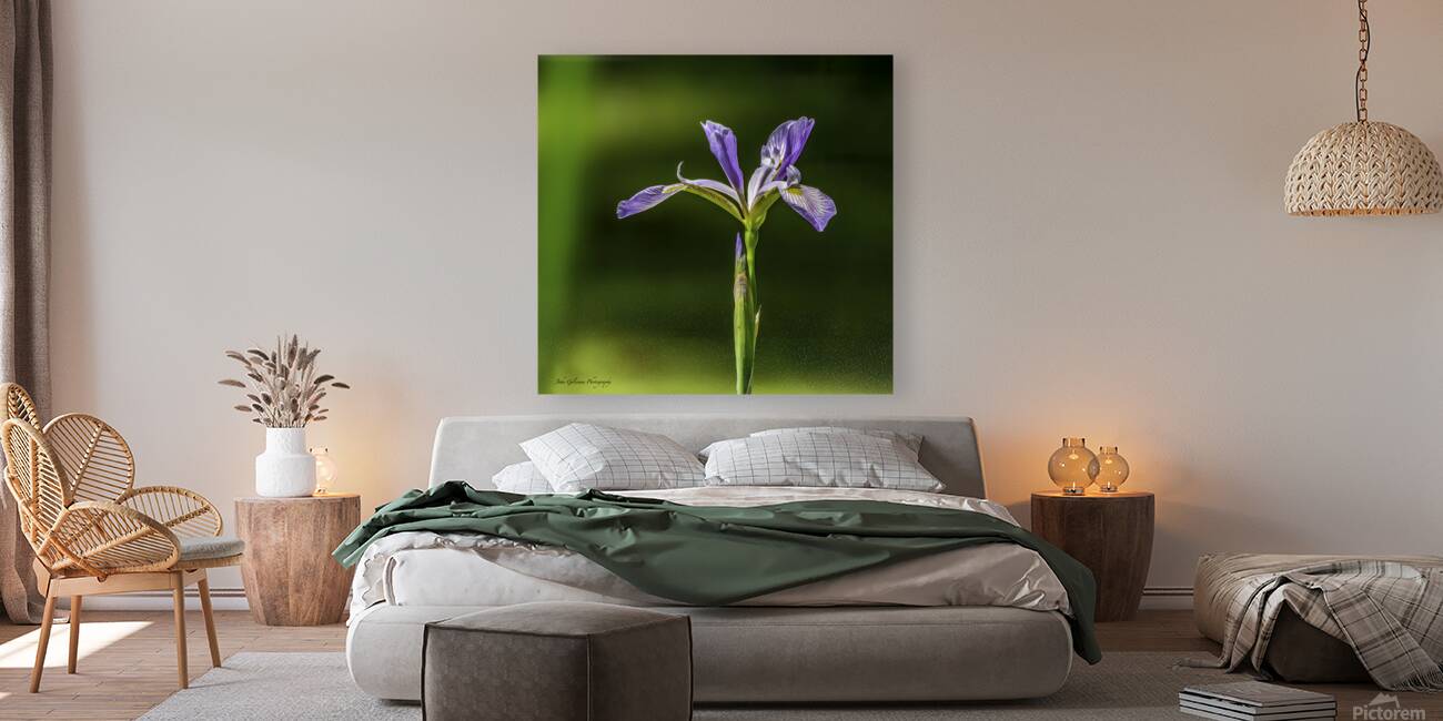 10076 Blue Iris  Reproduction
