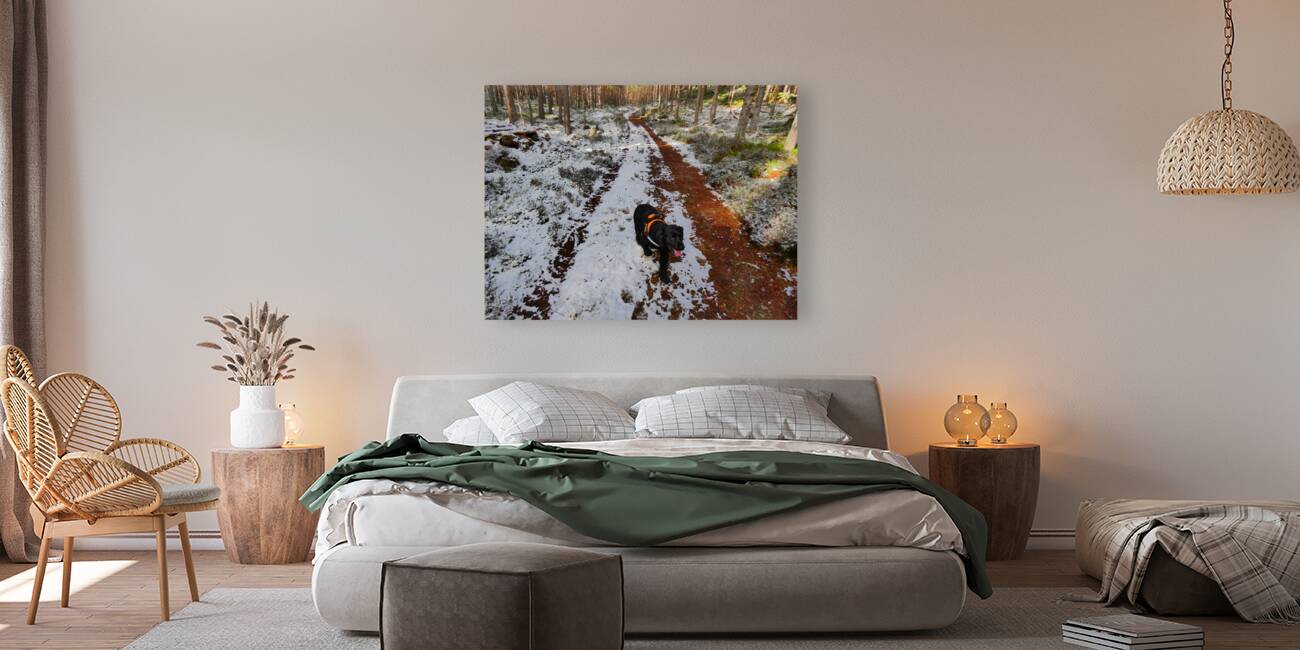  A Winters Walk in the Woods in the Scottish Highlands Reproduction