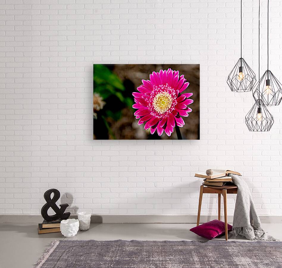 Garvinae Sweet Fiesta Gerber Daisy Reproduction