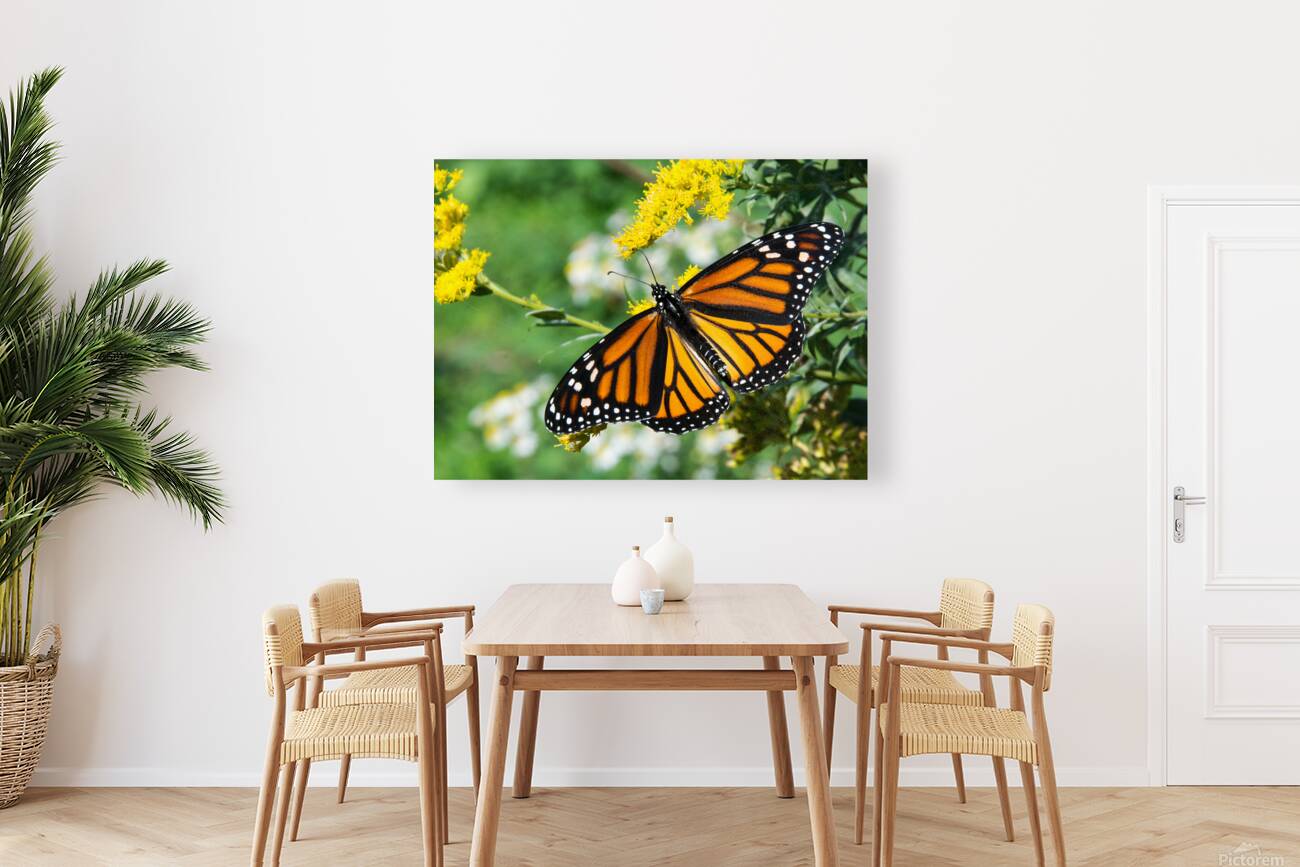 Eastern Monarch Butterfly Reproduction