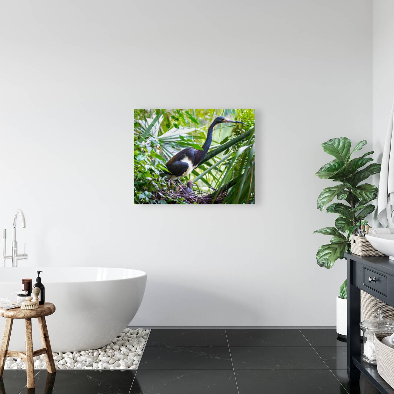 Tri-colored Heron Nesting Reproduction