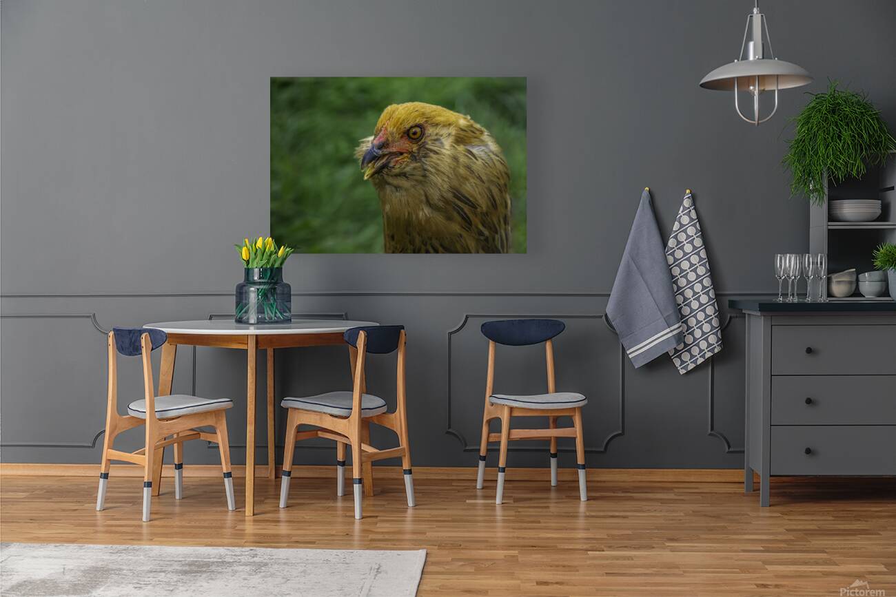 11315 A Real Cobra Chicken Reproduction