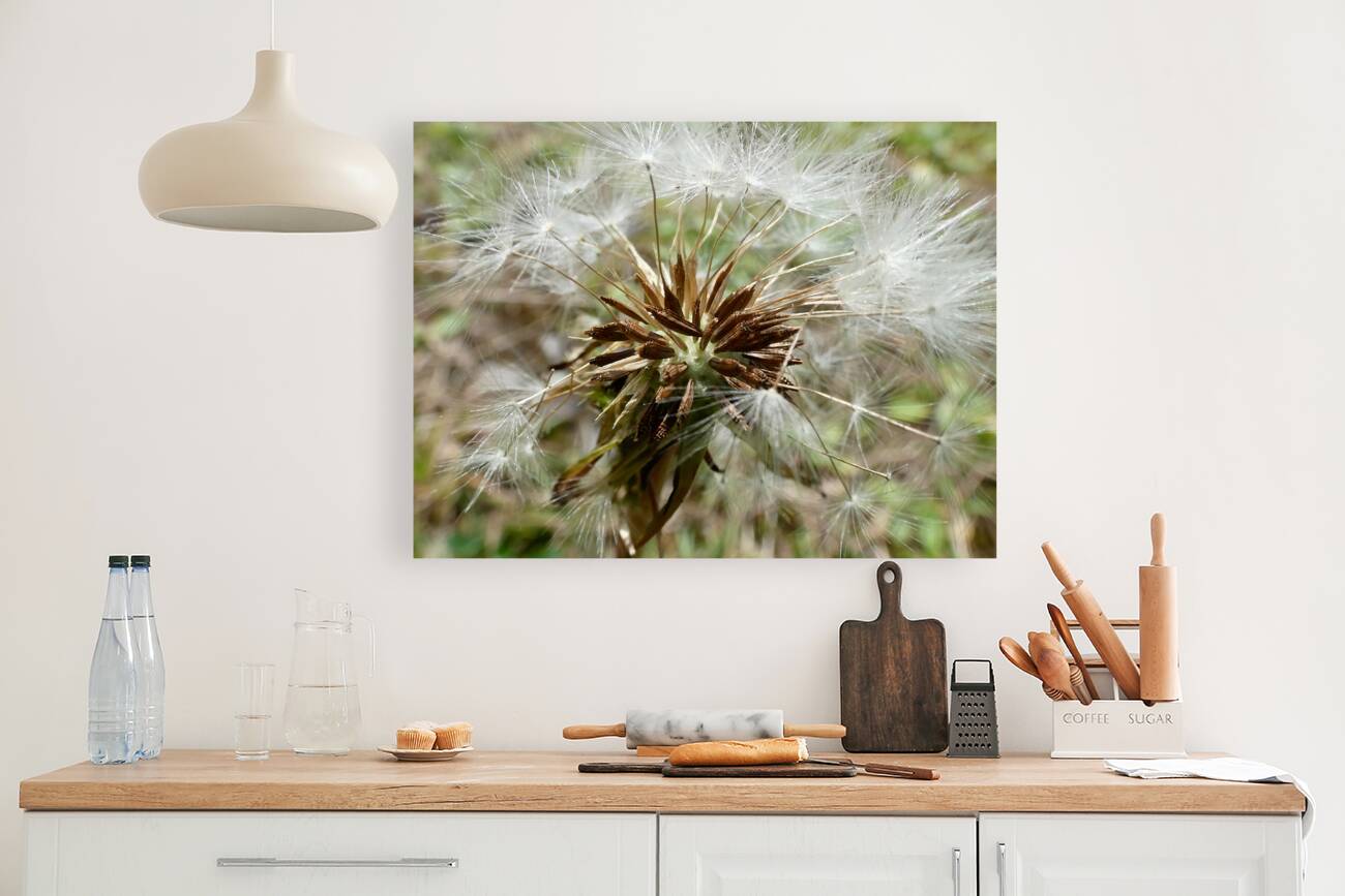 Dandelion Seeds Close Up Impressionistic Design   Reproduction