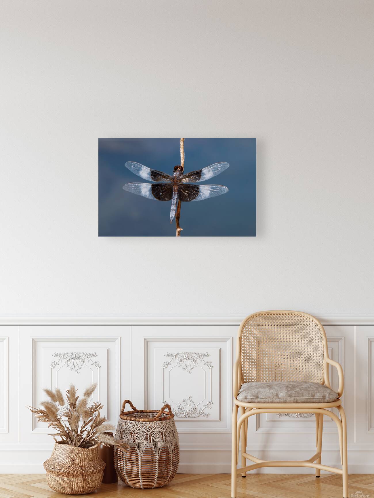 Widow Skimmer Dragonfly - Wings Like Stained Glass Reproduction