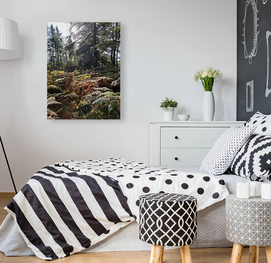 Autumnal Sunlight to the Forest Floor Reproduction