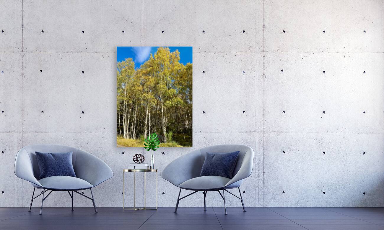 Golden Autumnal Birch Trees in the Scottish Highlands Reproduction