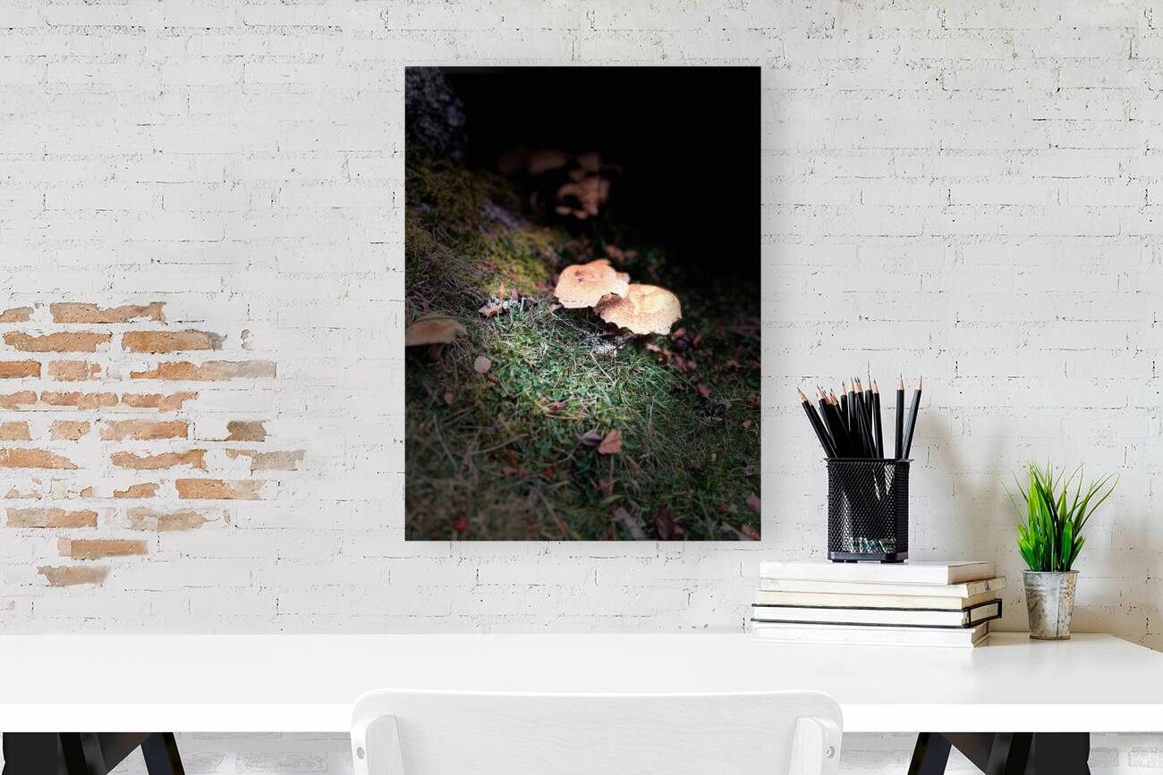 Scenes from the Trail- Forest Mushrooms Reproduction