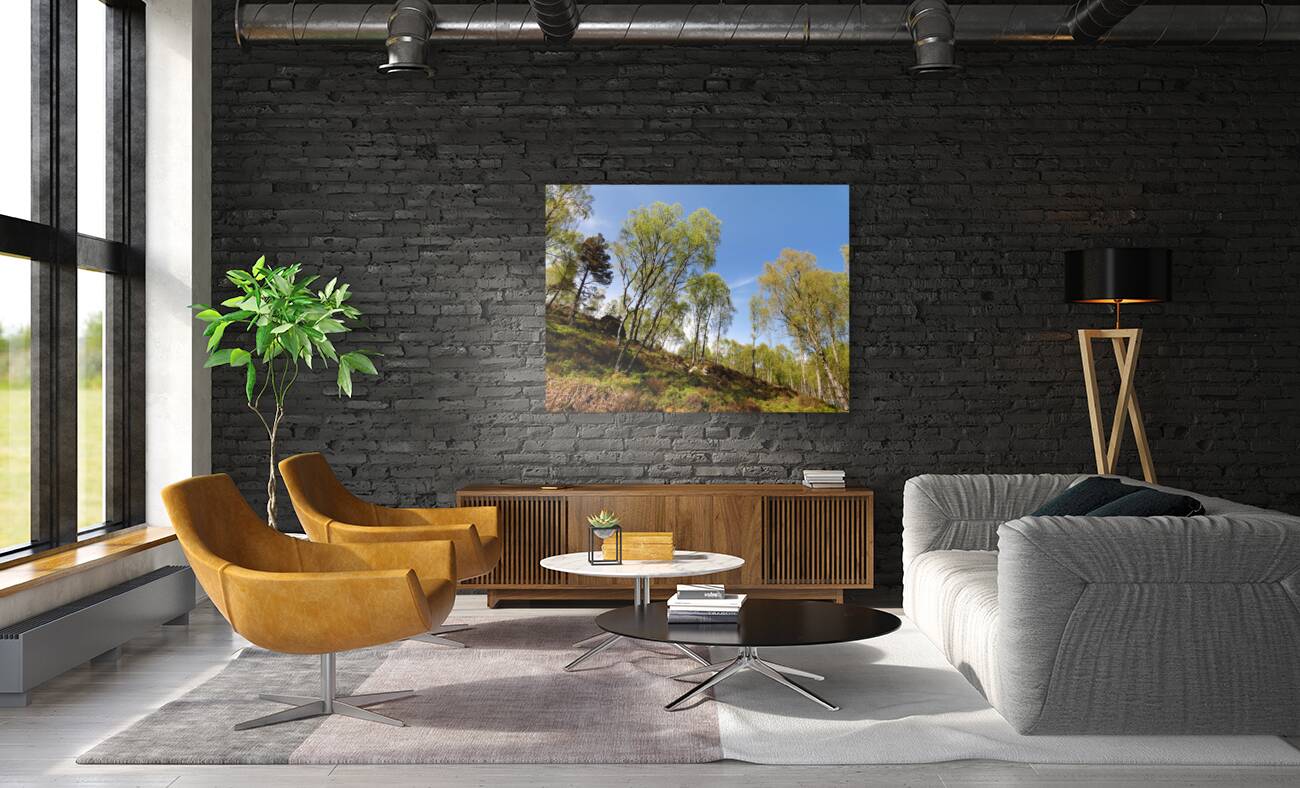  Scottish Highlands Woodland Image  Reproduction