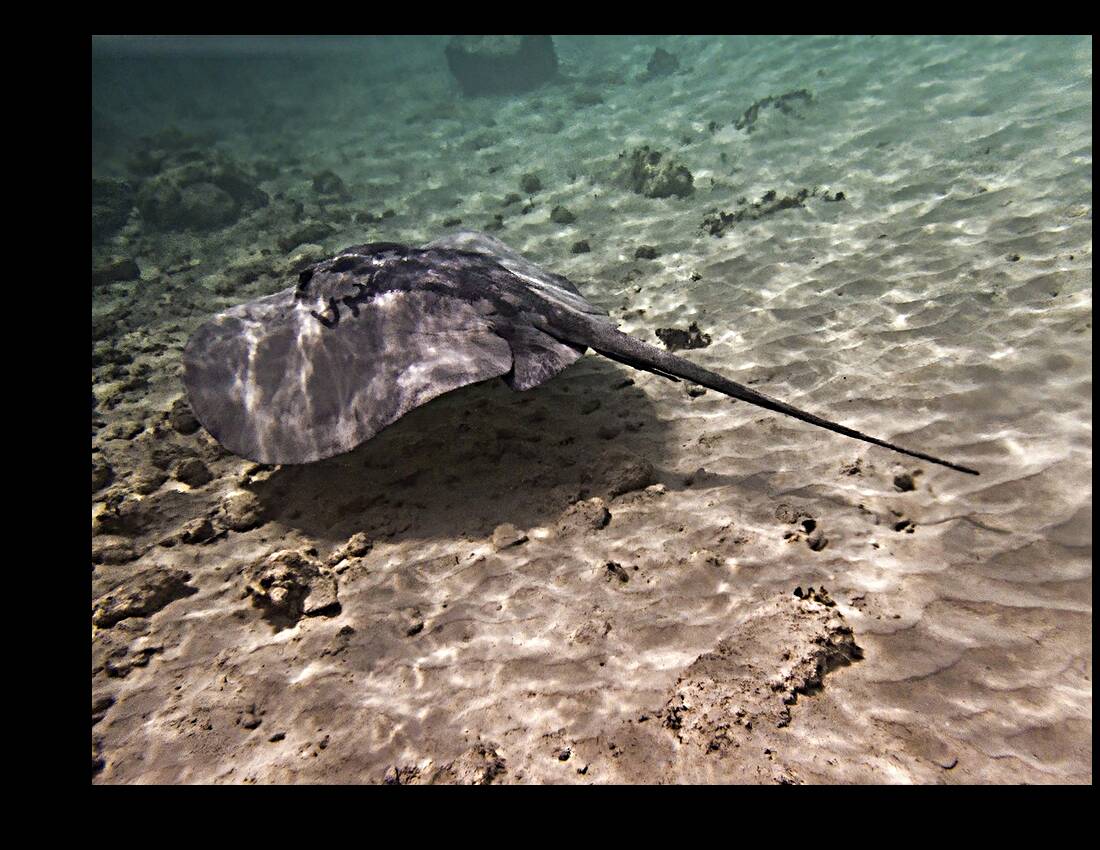 Professor Reproduction