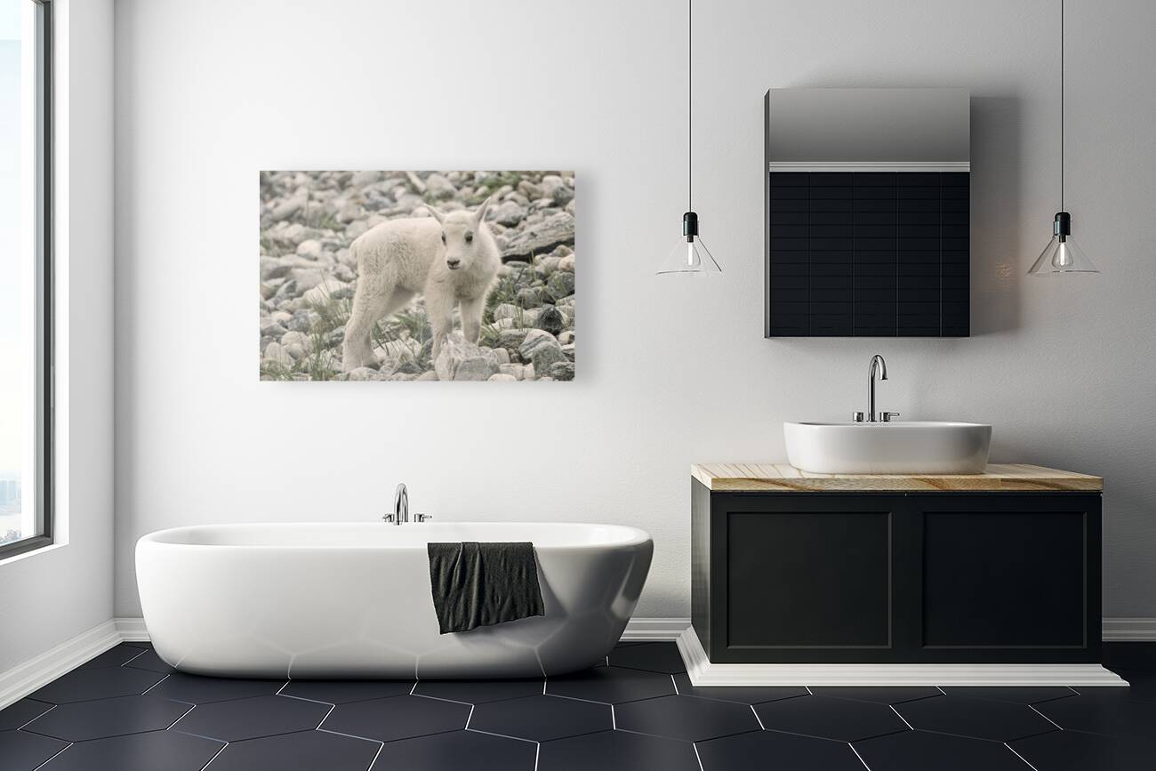 The Innocence of a Baby White Goat: Stunning Photography Reproduction