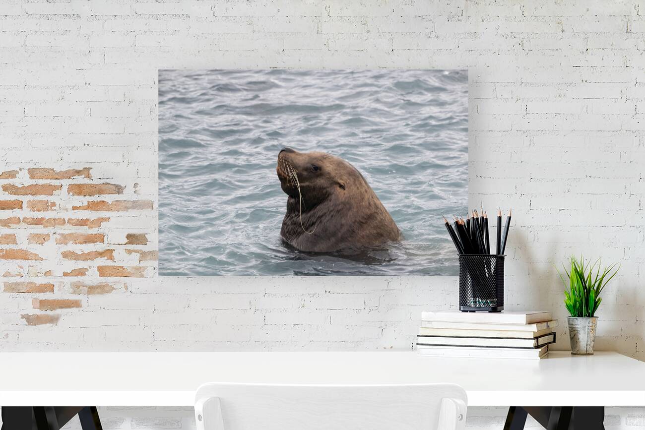 Sea Lion Mustaches: Whiskers of the Ocean Reproduction