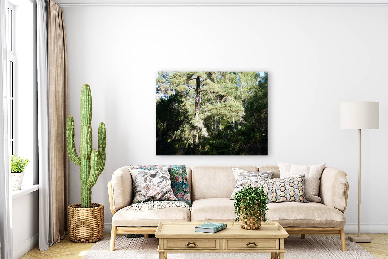 Forests Light and Shadow Play in the Scottish Highlands  Reproduction