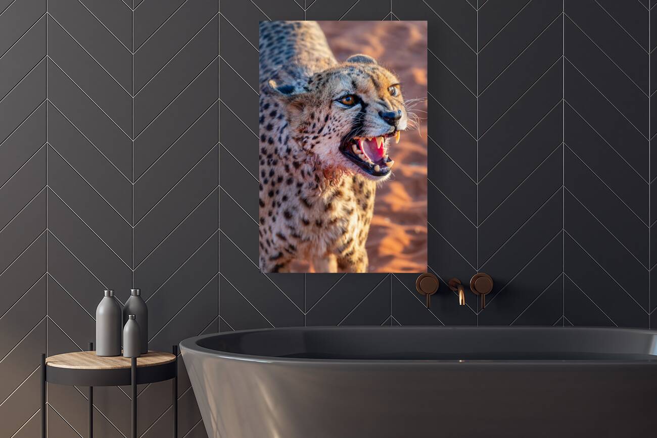 Angry cheetah portrait Namibia                           Reproduction