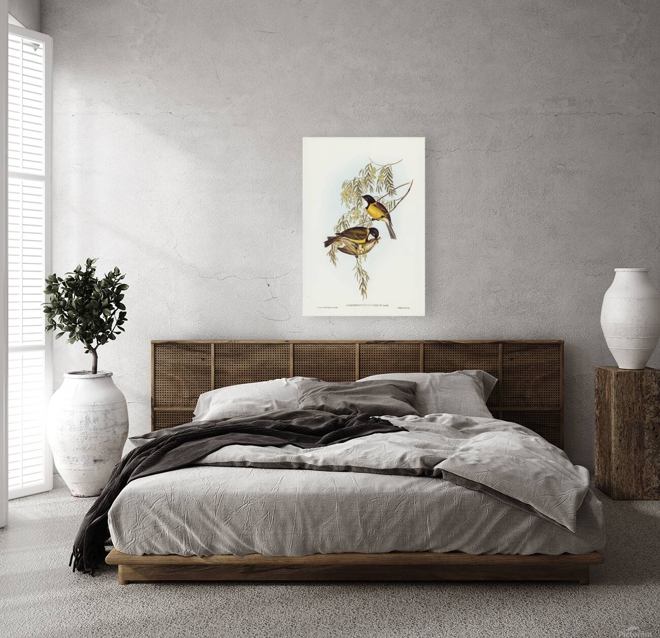 Australian Golden Whistler Reproduction