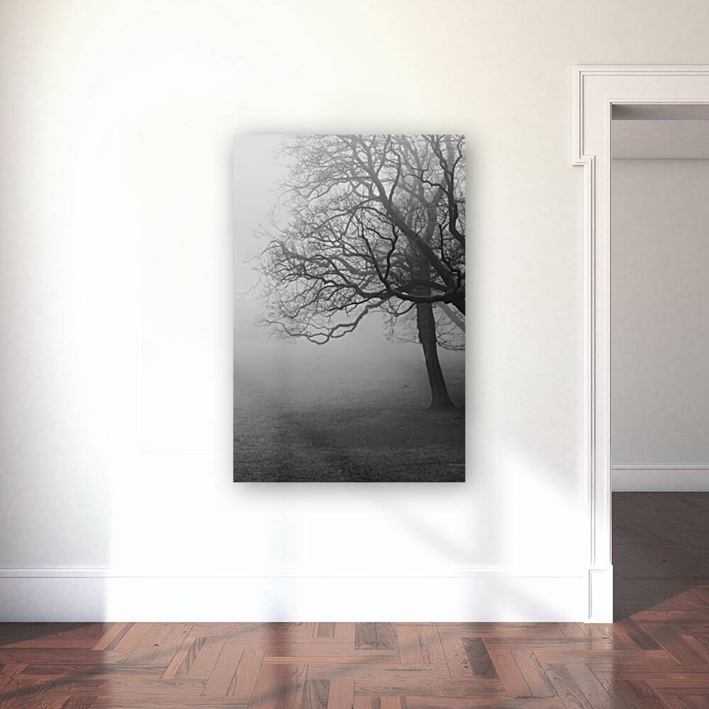 Moody black and white shot of trees in a park on a foggy morning  Reproduction