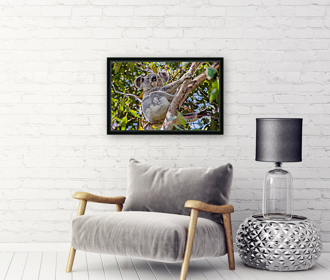 Koala In A Tree Thula Photography Canvas