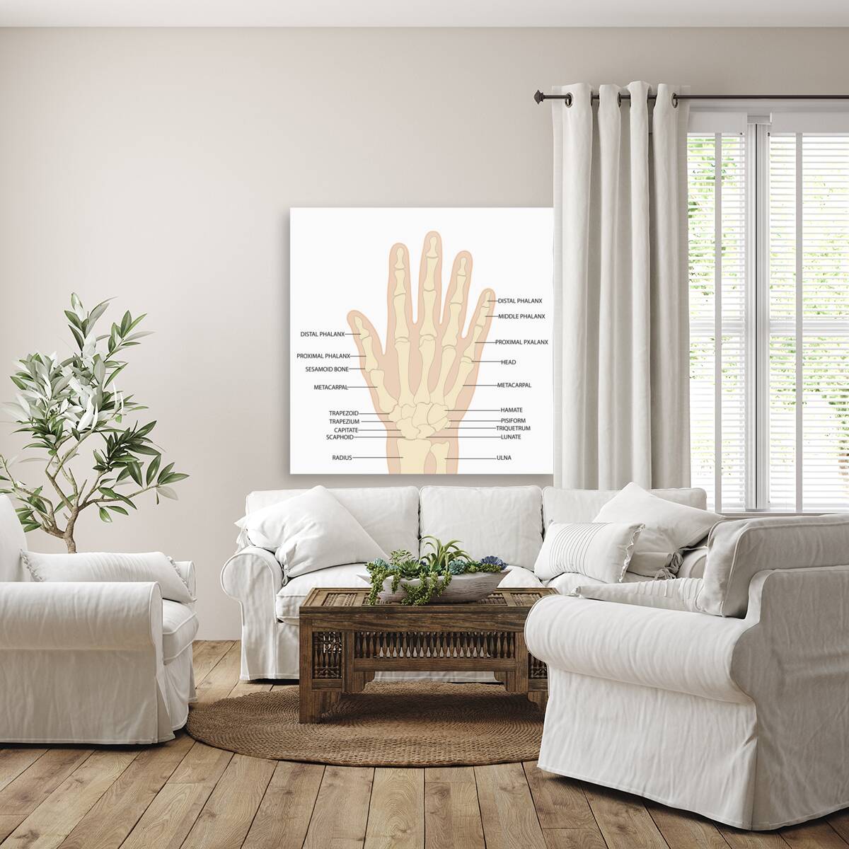 Human hand anatomy  Reproduction