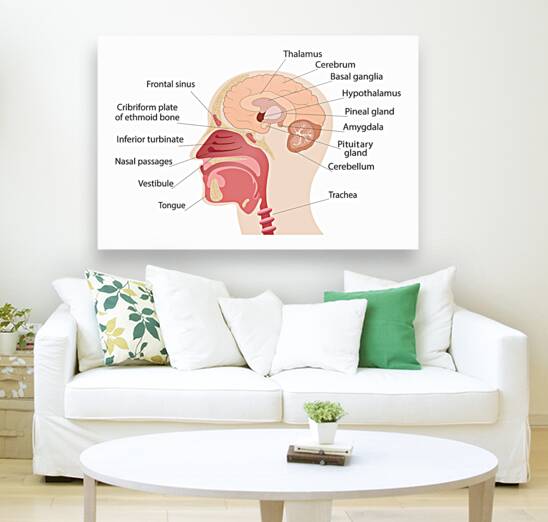 Anatomy of human brain and noise Reproduction