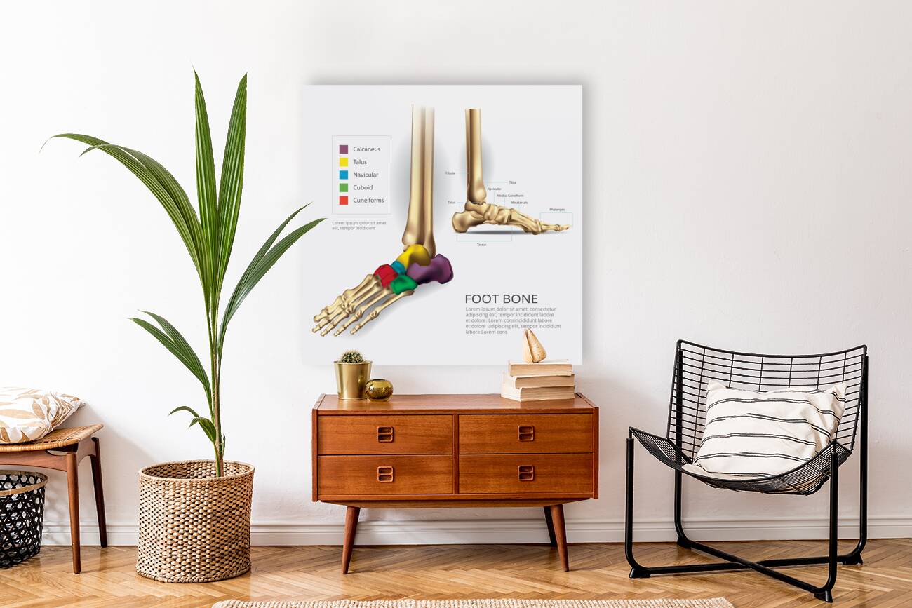 Foot Bone Reproduction