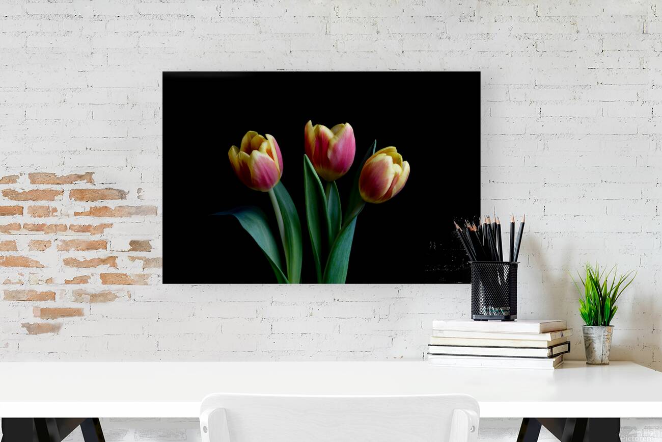 Three Tulips Reproduction